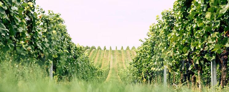 Weingut Esterhazy