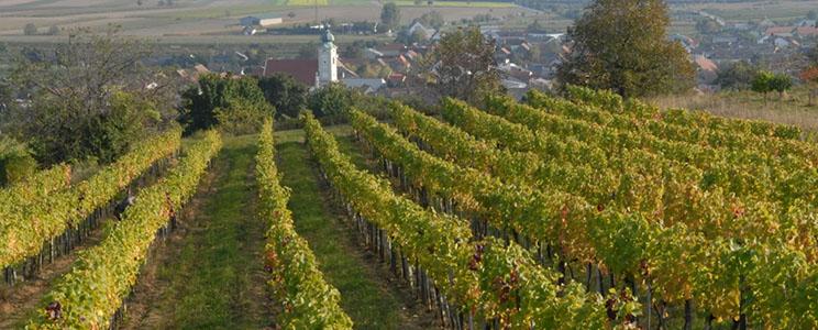 Weingut Esterhazy