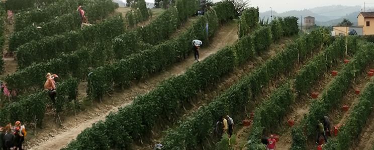 Azienda Agricola Cà di Tulin 