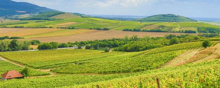 Usarralde vinos de familia 