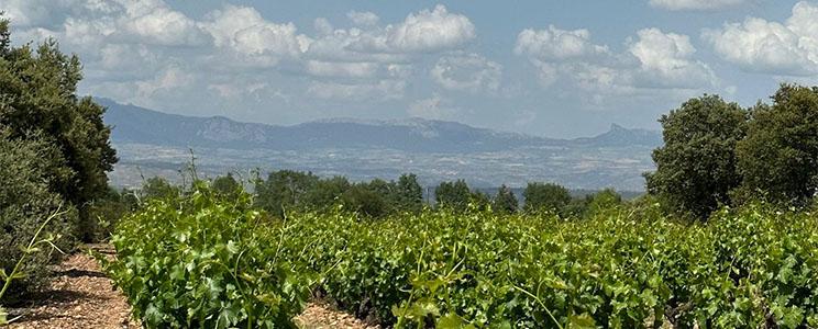 Usarralde vinos de familia 