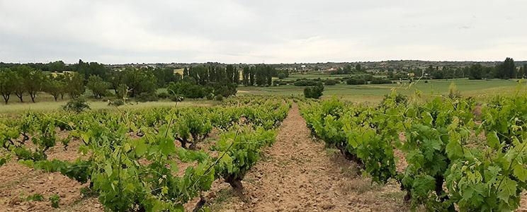 Bodega Vinum Vitae 