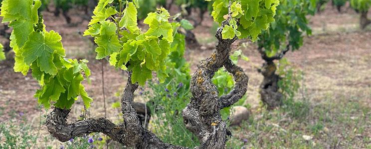 Usarralde vinos de familia 