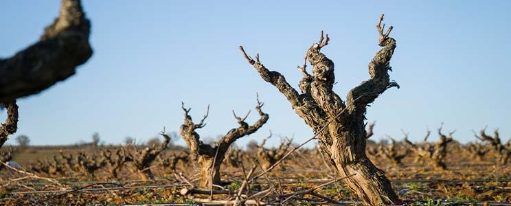 Bodegas Sinforiano 