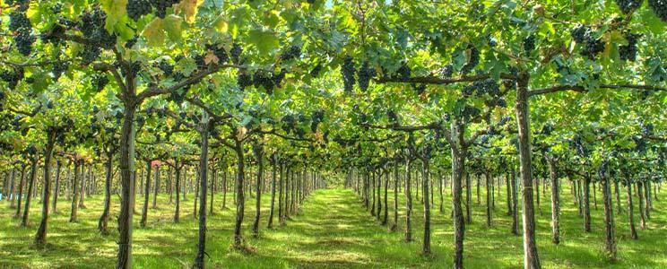 Azienda Vinicola Talamonti 