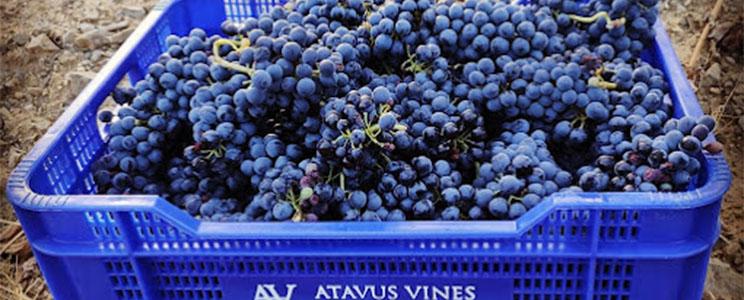 Atavus Priorat 