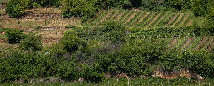 Weingut Seckinger: Pfälzer Landwein