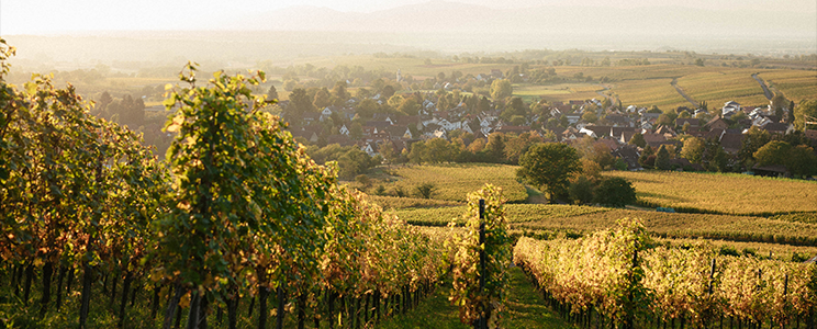 Weingut Zähringer 