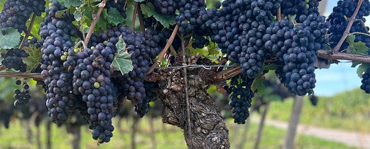 Winzergenossenschaft Königschaffhausen-Kiechlinsbergen 