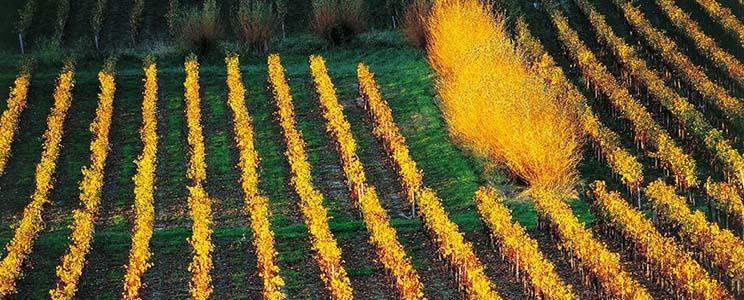 Les Vignerons de Tutiac 