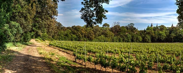 Domaines Julien & Fils 