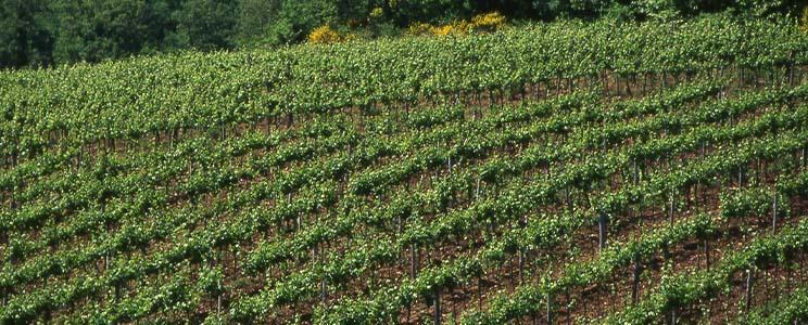 Castello di Querceto 