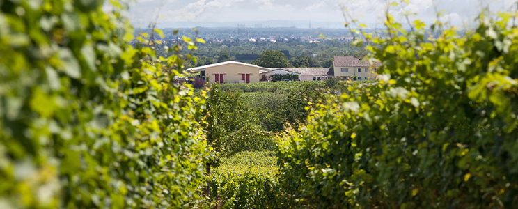 Weingut Schwarztrauber  