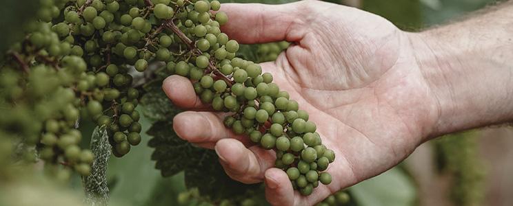 Weingut Gut von Beiden 