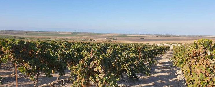 The Wine Hunter Company 