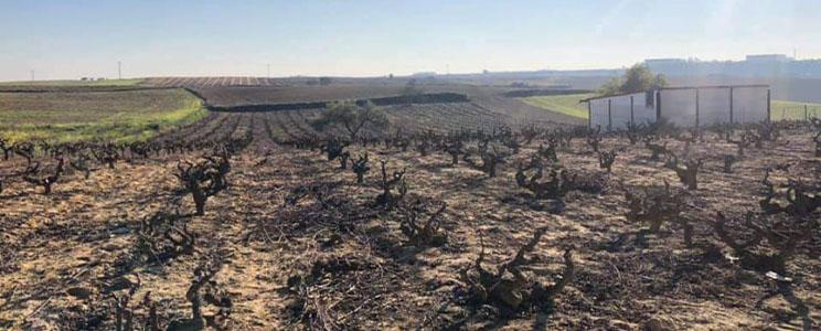 The Wine Hunter Company 