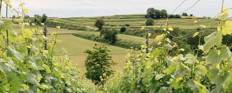 Weingut Zähringer 