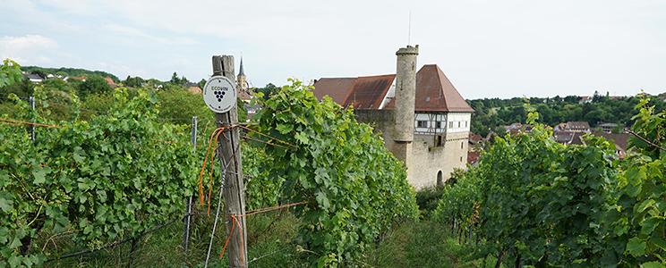 Weingut Weinreuter: Spätburgunder