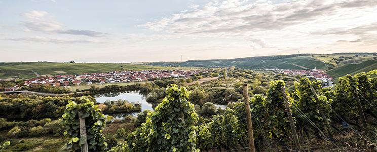 Weingut Zur Schwane 