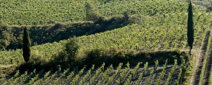 Castello di Querceto 