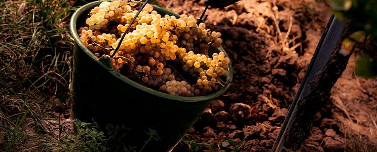 Weingut 1616 Pfaffmann Heinz Stiftung 