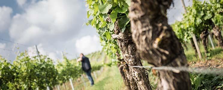 Familienweingut Braun 