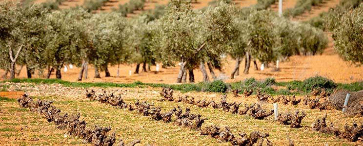 Vinícola de Valdepeñas 