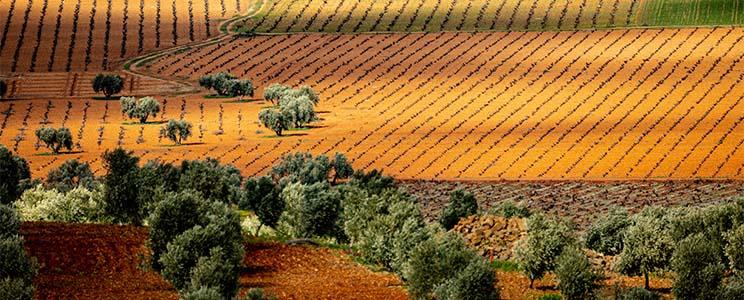 Vinícola de Valdepeñas 