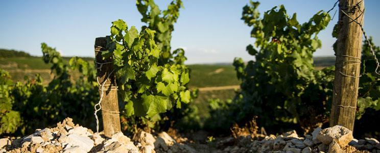 Domaine Jean-Paul & Benoit Droin 