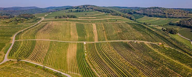 Weingut Hundsdorfer 