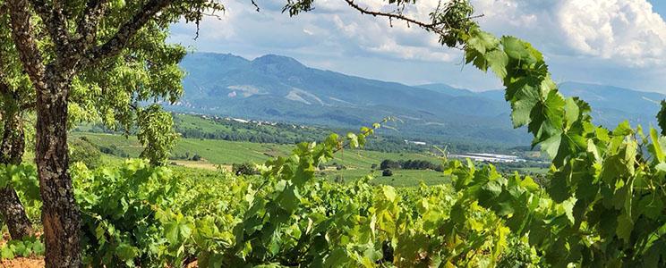 Bodega del Abad 