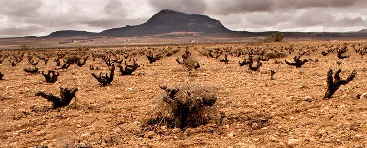 Bodegas Castaño 