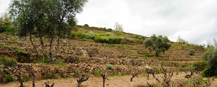 Viñas del Cambrico 