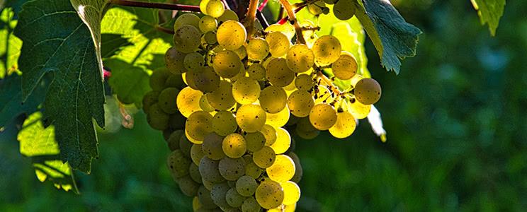 Weingut Clüsserath-Eifel: Qualitätswein