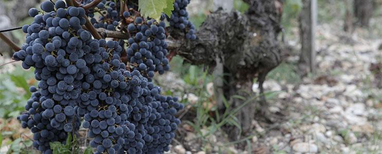 Château Cos D' Estournel 