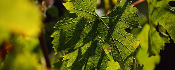 Château de La Commanderie 