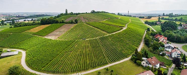 Weingut Fürst Hohenlohe Oehringen: Qualitätswein