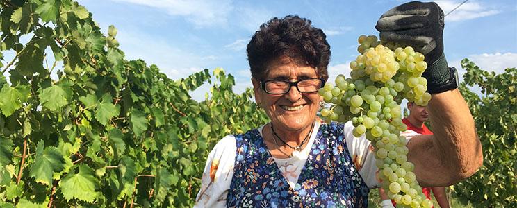 La Cignozza di Roberto Del Buono 