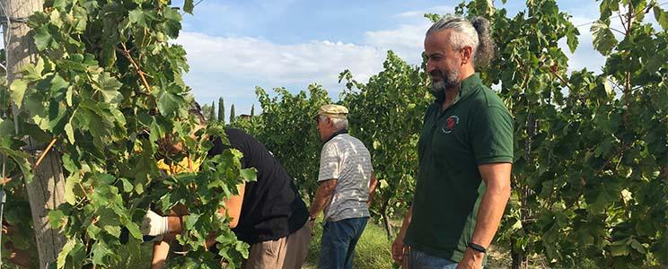 La Cignozza di Roberto Del Buono 