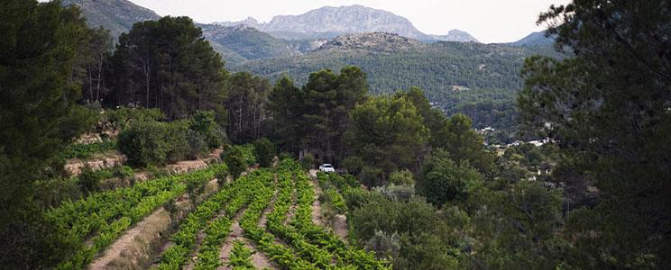 Manu Guardiola Viticultor 