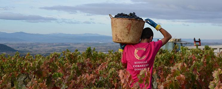 Bodegas Cornelio Dinastía 