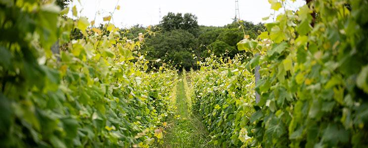 Bajta - Fattoria Carsica 