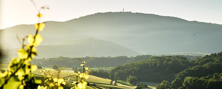 Weingut Lämmlin-Schindler 