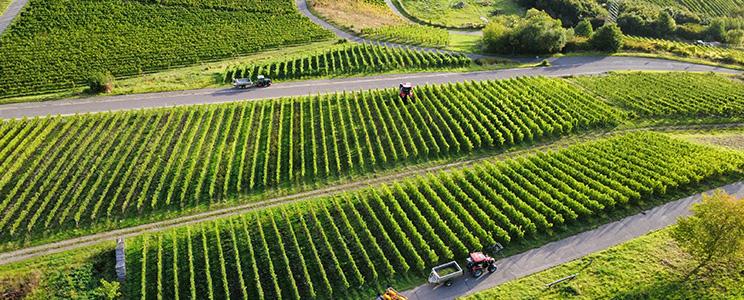 Weingut Mathias Mertes 