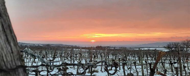 Weingut Stefan Hagmann - Hof zu Priel 