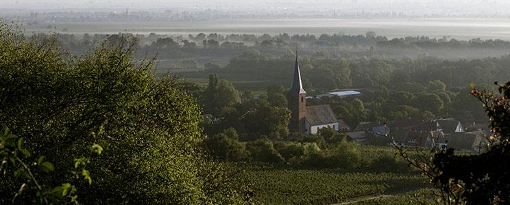 Forster Winzerverein 