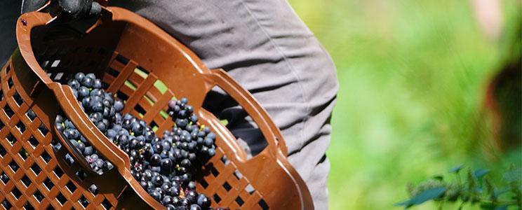 Weingut Peter Strohm 