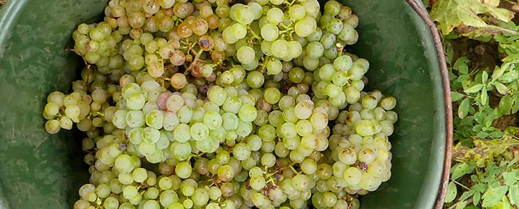 Bioland Weinmanufaktur Felix-Wein 