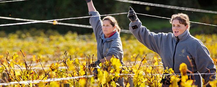 Château Phelan Segur 