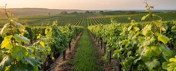 SOBERCIETY Signature Collection 